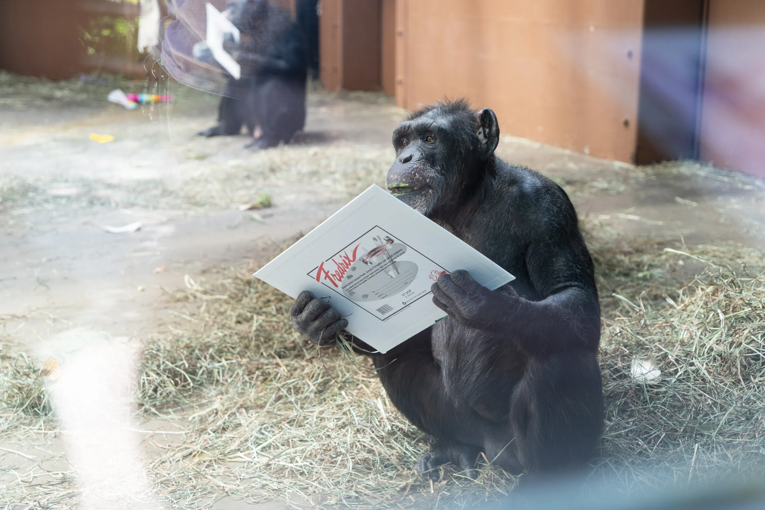 Daisy, the Chimpanzee and her artwork.