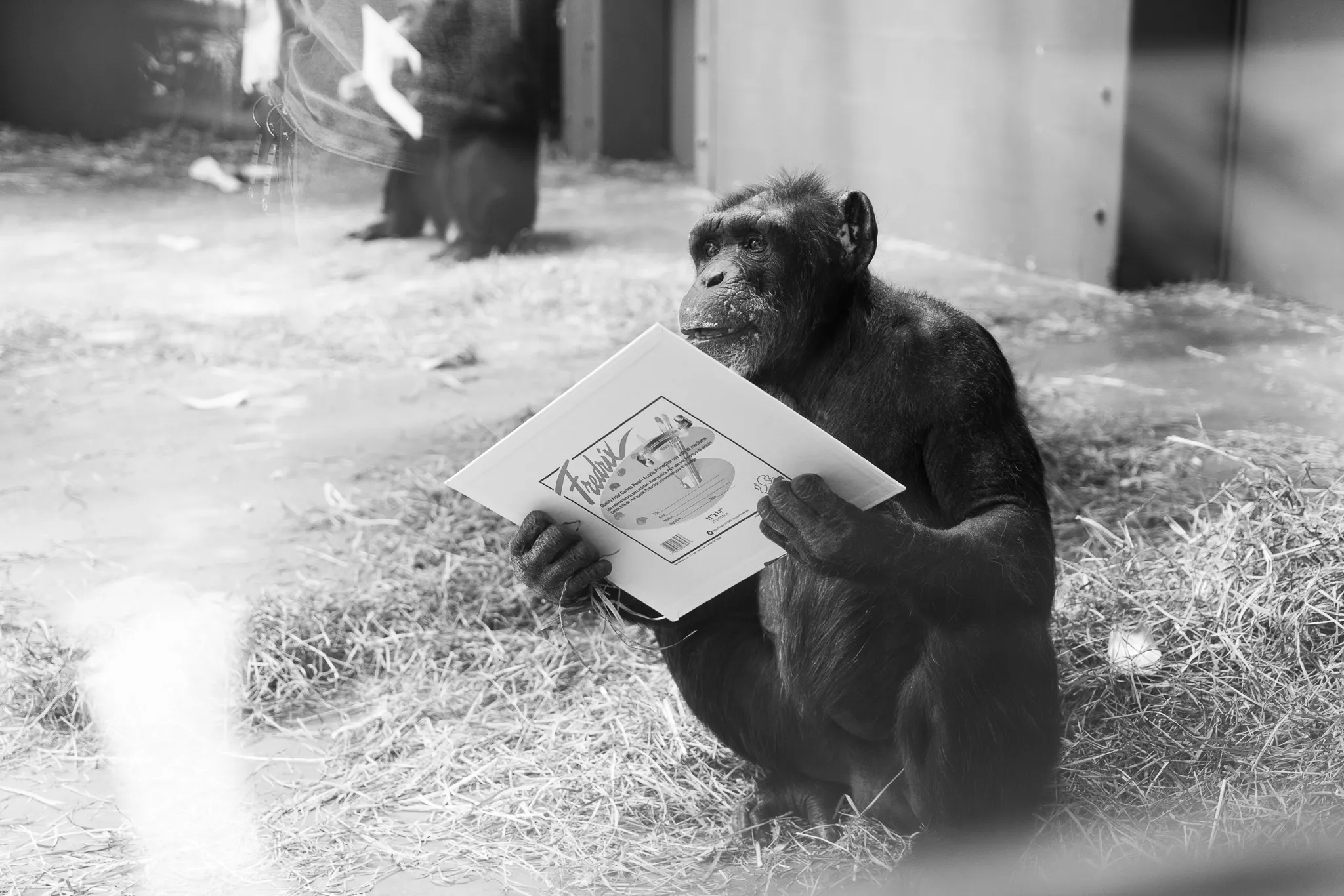 Daisy, a female chimpanzee at Zoo Knoxille holds her canvas.