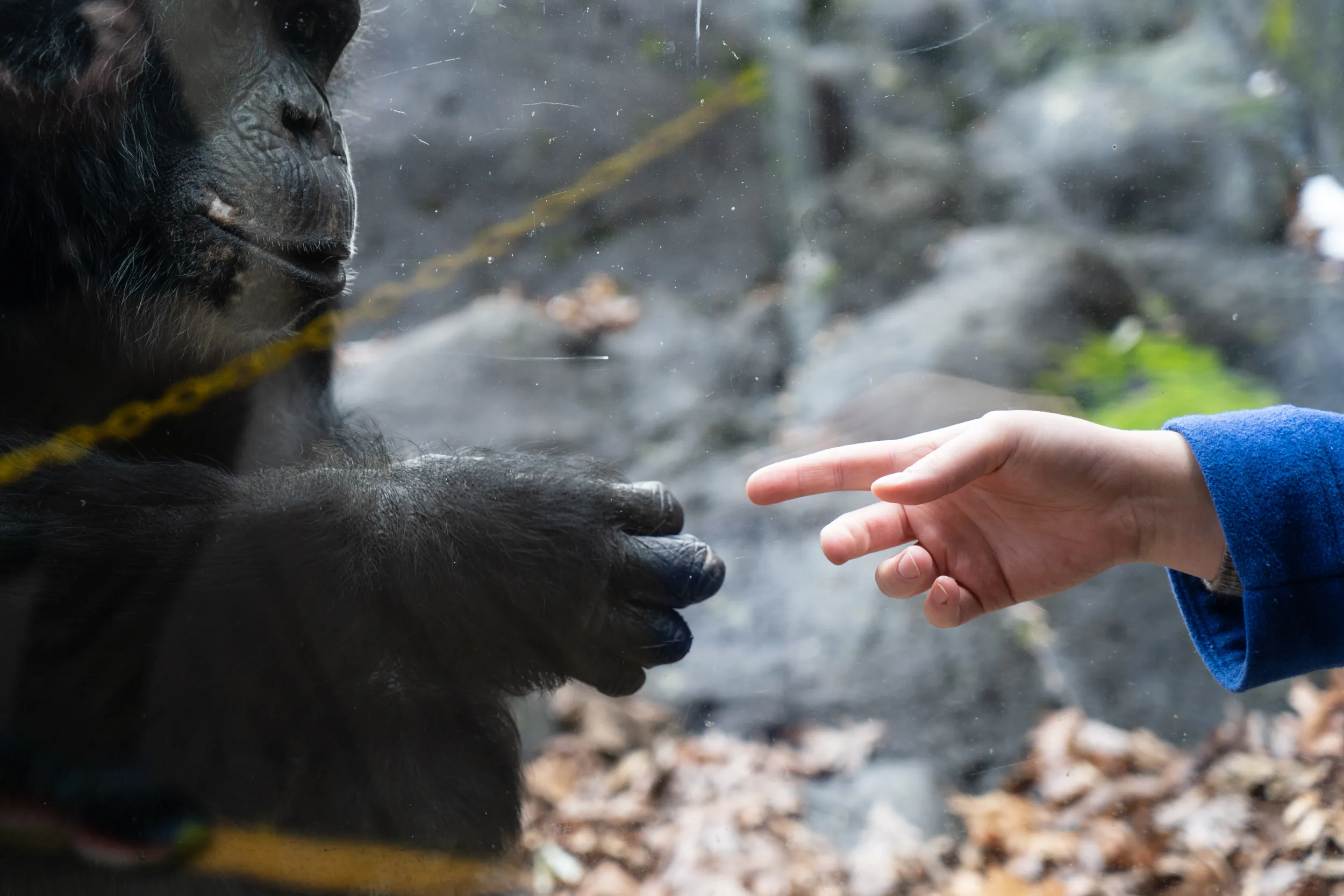 Artwork created by Great Apes.