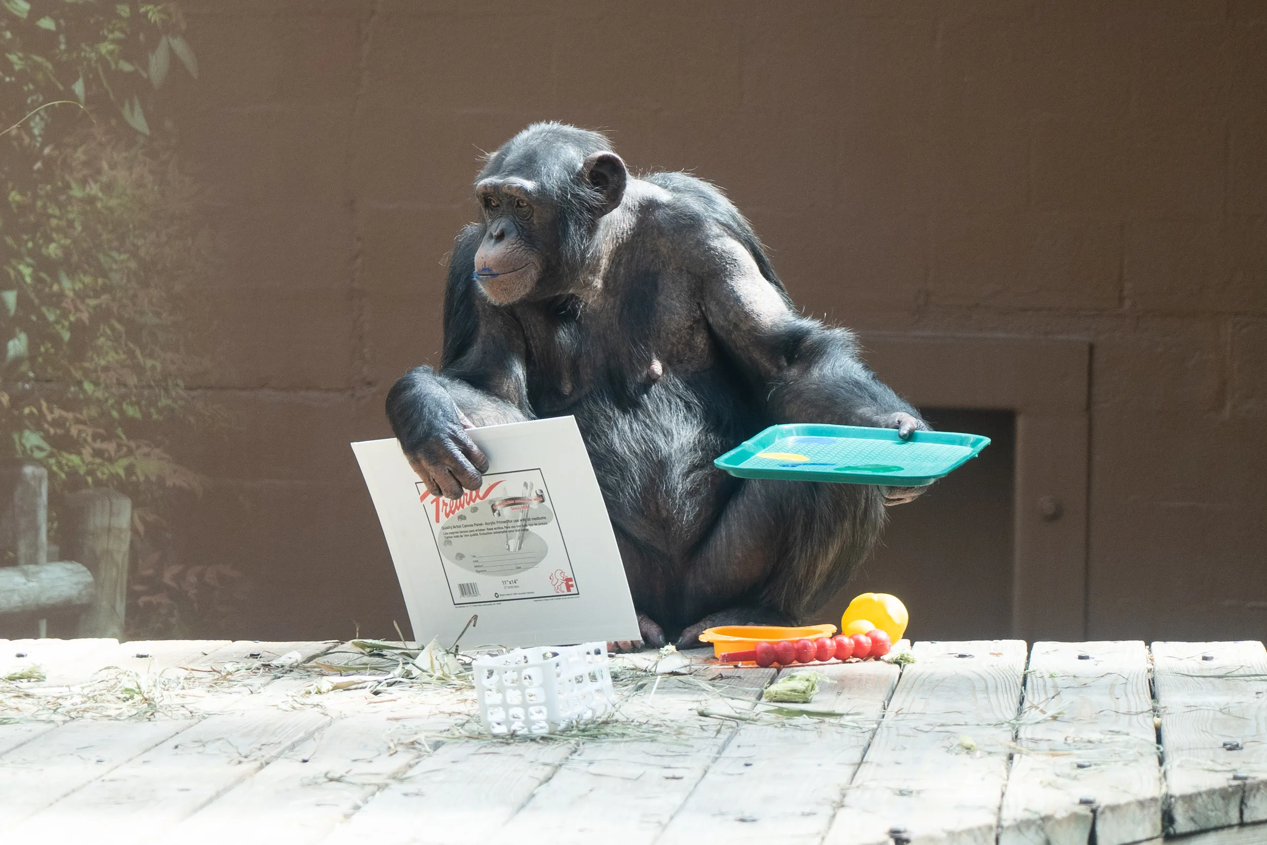 Ripley, the Chimpanzee and his artwork.
